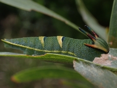 Charaxes sempronius