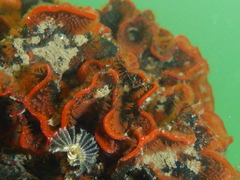 Watersipora