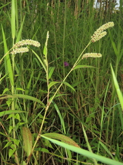 Persicaria barbata