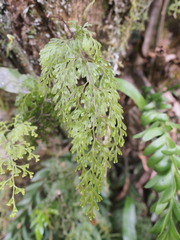 Hymenophyllum bivalve image