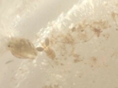 Copepoda