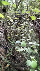 Rhabdothamnus solandri