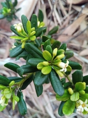 Pittosporum