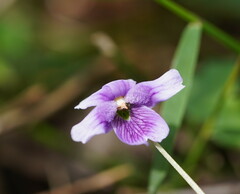 Viola eminens