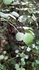 Rhabdothamnus solandri