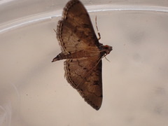 Nacoleia