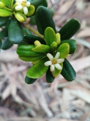 Pittosporum