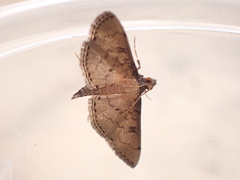 Nacoleia