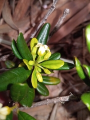 Pittosporum