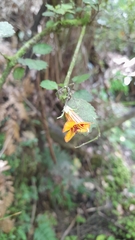 Rhabdothamnus solandri