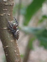 Opisthoncus nigrofemoratus