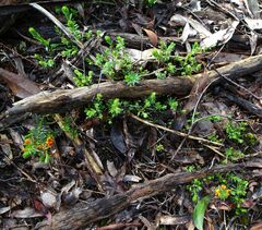 Pultenaea humilis