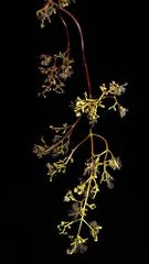 Valeriana clematitis