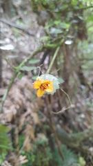 Rhabdothamnus solandri