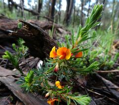 Pultenaea humilis