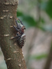 Opisthoncus nigrofemoratus