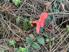 Rhododendron