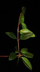 Valeriana clematitis