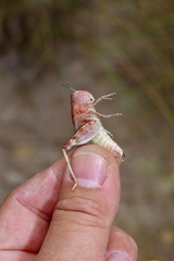 Leprus