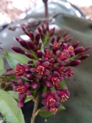 Vaccinium madagascariense