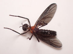 Plecia