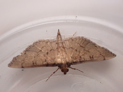 Spilomelinae