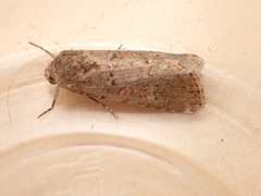 Spodoptera