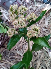 Psiadia lucida