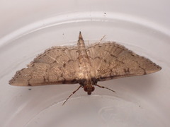Spilomelinae