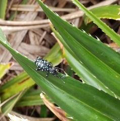 Eupyrgops waltonianus