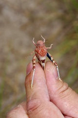 Leprus
