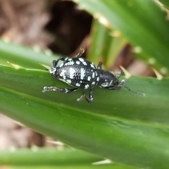 Eupyrgops waltonianus