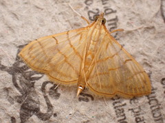 Pyraustinae