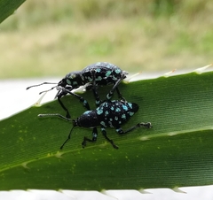 Eupyrgops waltonianus