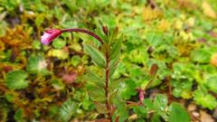 Epilobium denticulatum
