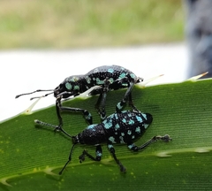 Eupyrgops waltonianus