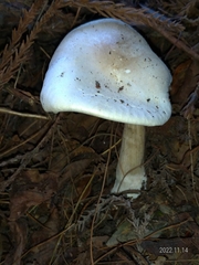 Amanita farinacea