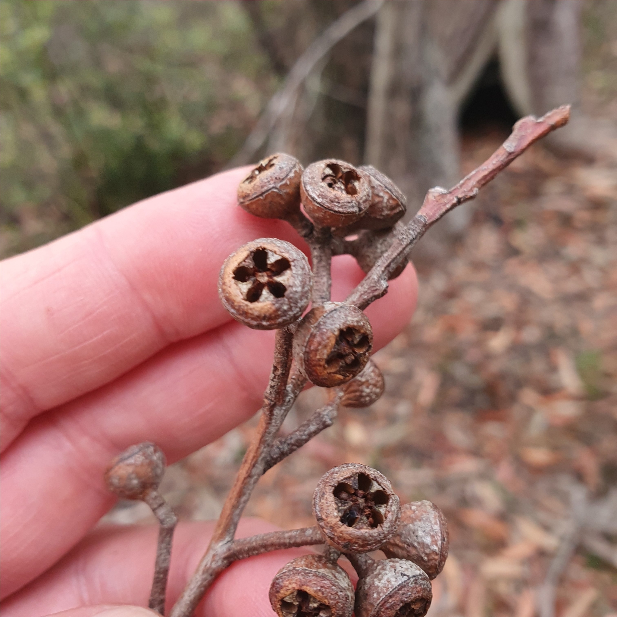 Eucalyptus umbra