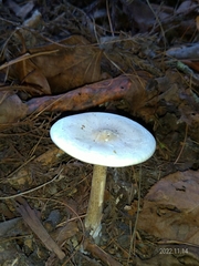 Amanita farinacea