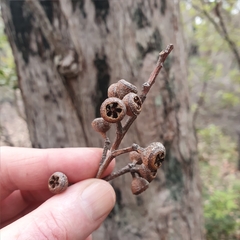 Eucalyptus umbra