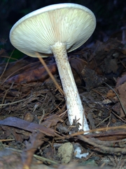 Amanita farinacea