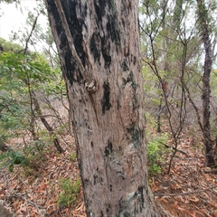 Eucalyptus umbra