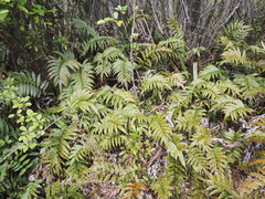 Blechnum montanum