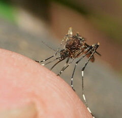Aedes alboannulatus