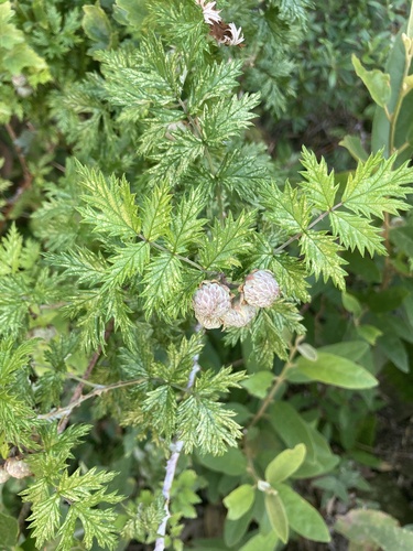 Rubus ludwigii image
