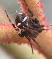 Araneus albotriangulus