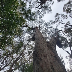 Eucalyptus umbra