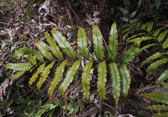 Blechnum montanum