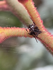 Araneus albotriangulus