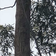 Eucalyptus umbra